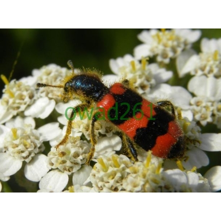 Trichodes apiarius (Linnaeus, 1758) Barciel pszczołowiec